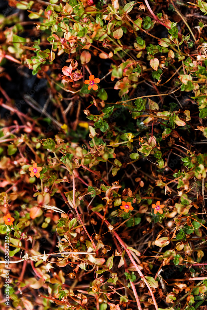 Tiny green & red wild flower bush in abundance. Tiny green & red wild flower bush in abundance.