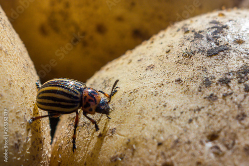 A close up image of the striped Colorado potato beetle that crawls on potatoes and green leaves and eats them.