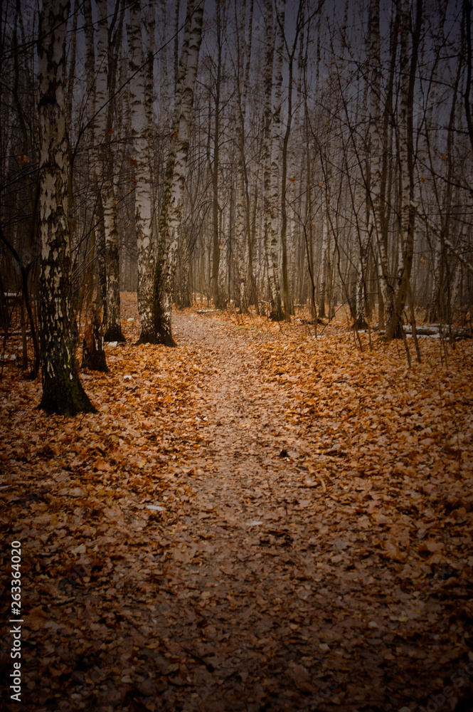 Obraz premium forest in autumn