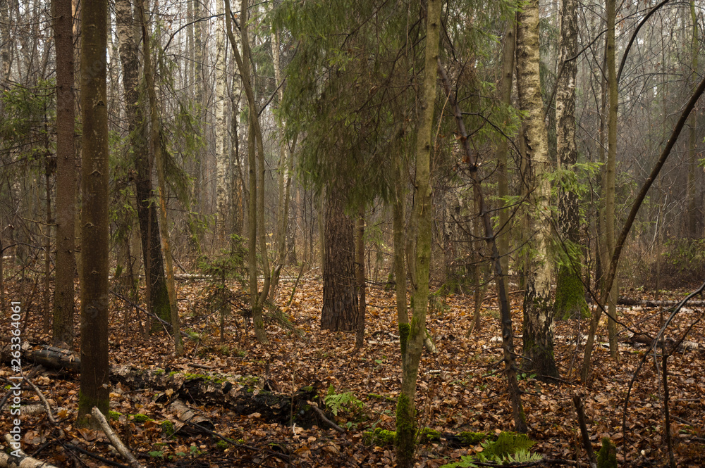 Fototapeta premium forest in autumn