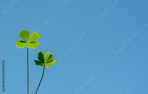 Fresh green water clover leaves isolated on bright clear blue sky. © baramyou0708