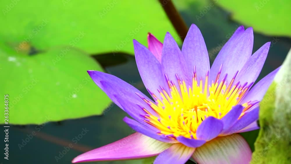lotus has purple pink color of petals and green pad blooming in pond lotus has purple pink color of petals and green pad blooming in pond