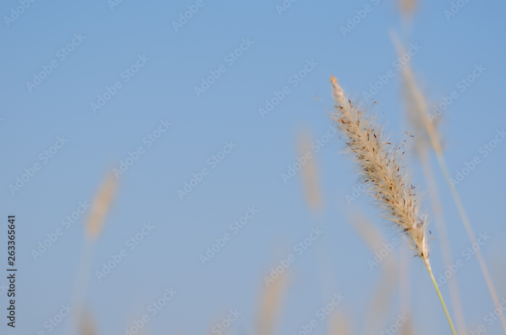 Beautiful white color Mission Grass flower with blue sky background. Beautiful white color Mission Grass flower with blue sky background.