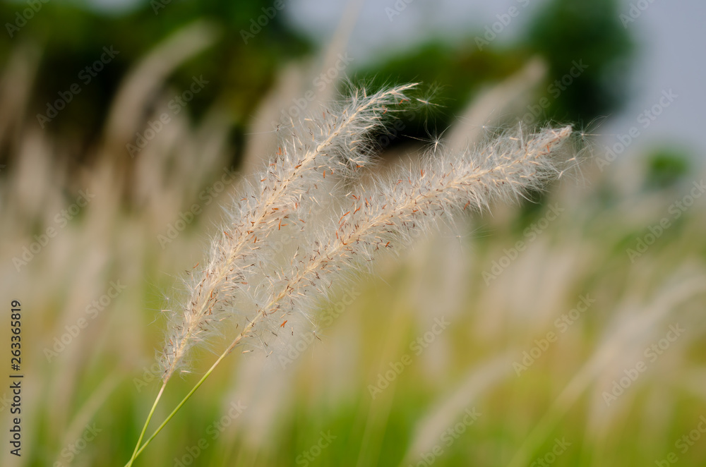 Beautiful white color Mission Grass flower with blurred background. Beautiful white color Mission Grass flower with blurred background.