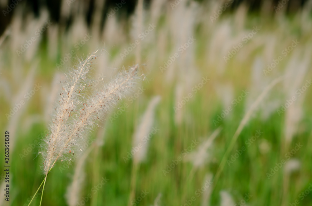 Beautiful white color Mission Grass flower with blurred background.