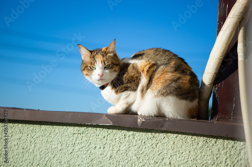 cute calico cat and sunny sky blue