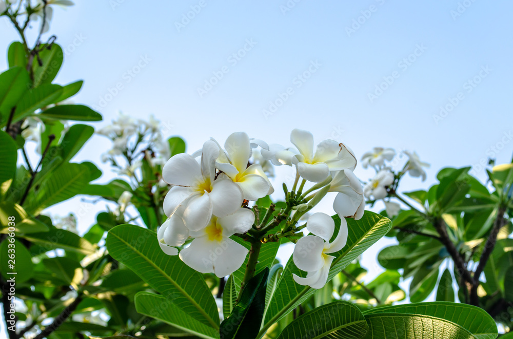 Fototapeta premium Plumeria Flower