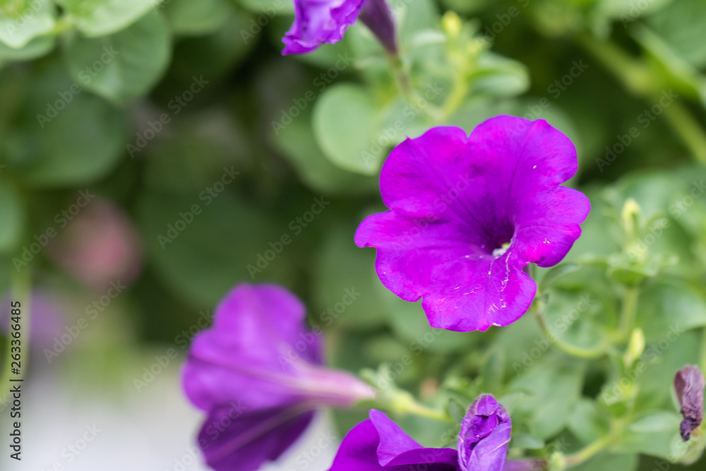 close up of four o'clock or marvel of peru flower (Mirabilis jalapa) close up of four o'clock or marvel of peru flower (Mirabilis jalapa)