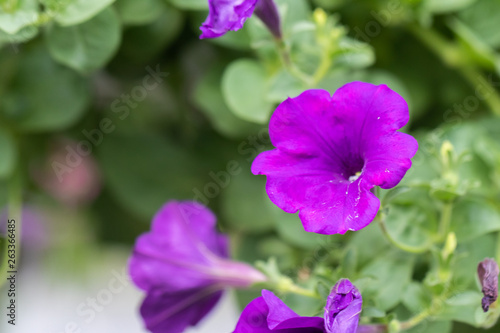close up of four o'clock or marvel of peru flower (Mirabilis jalapa)