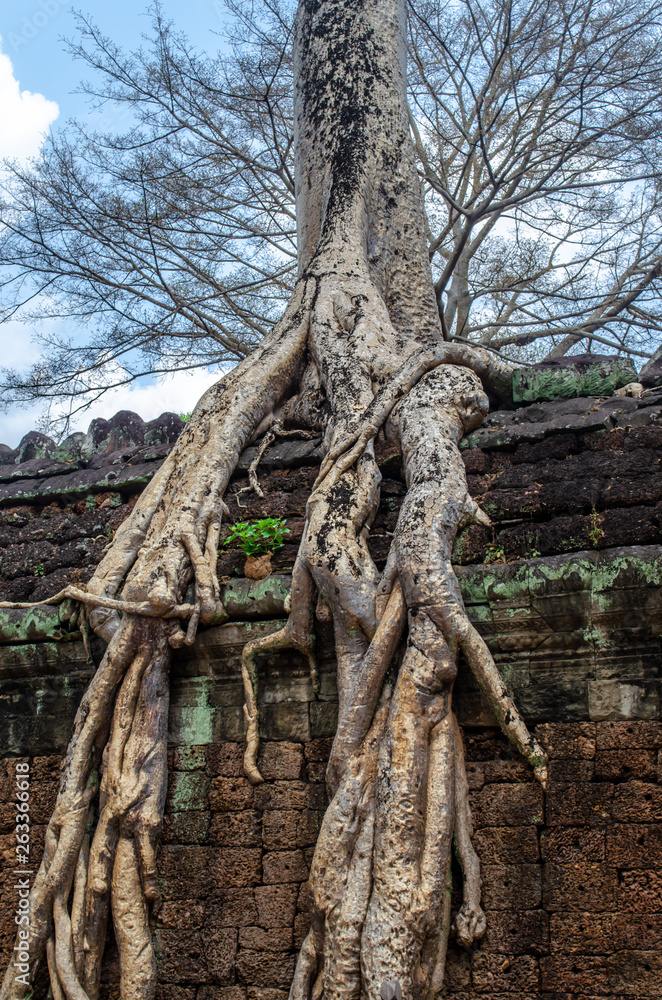 Tree Overgrowing Temple