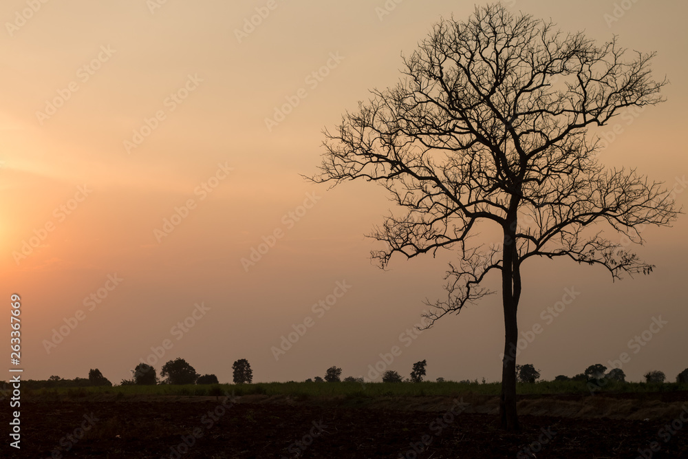 silhouette of tree at sunset	