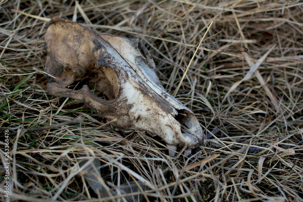 Dog skull on the grass Dog skull on the grass