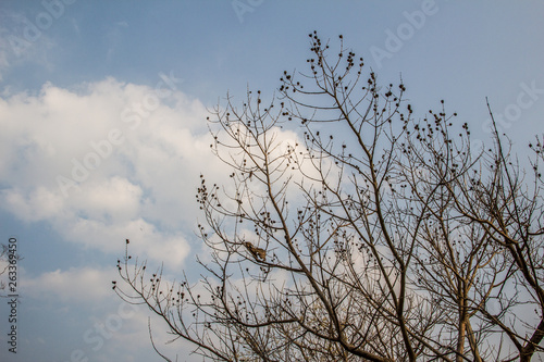 tree in the sky