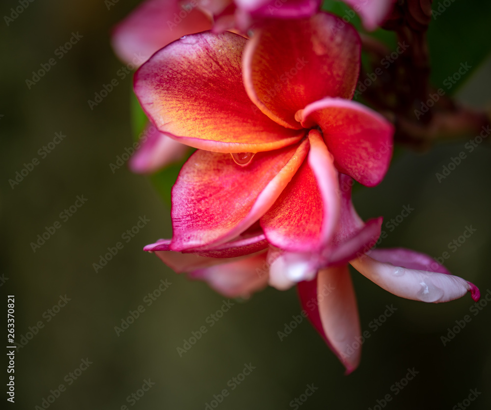 Beautiful pink flowers in the garden.