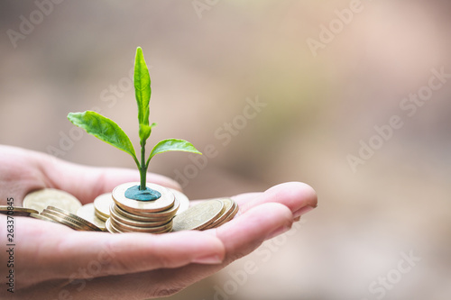 Hand with tree growing from pile of coins, concept for business, innovation, growth and money