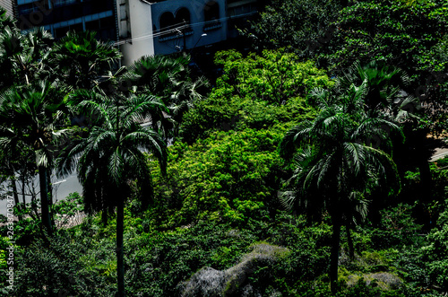 Arbres verts et coquetiers