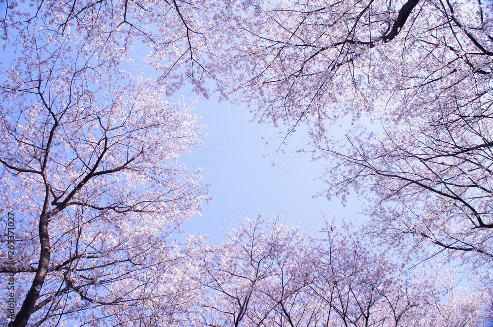 桜 満開 青空 桜 満開 青空