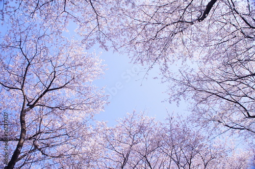 桜 満開 青空