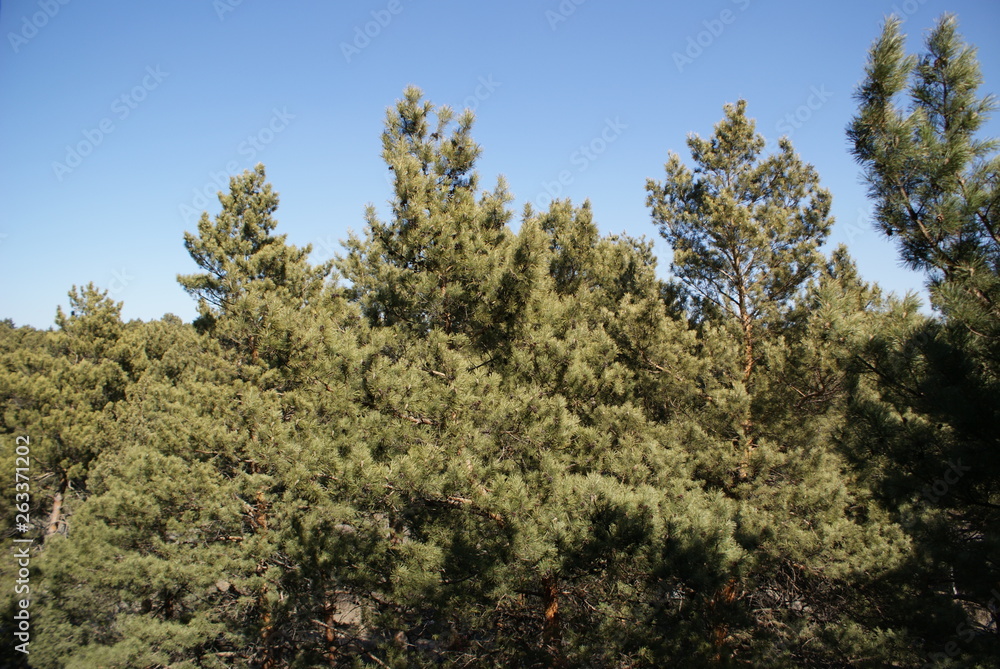 Pines spring forest sky