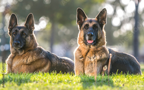 Εκτύπωση καμβά Two German Shepherd Dogs Looking Alert for a Portrait.