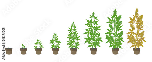 Growth stages of hemp potted plant. Marijuana phases set. Cannabis indica ripening period. The life cycle. Weed Growing in a pot at home. Isolated vector illustration.