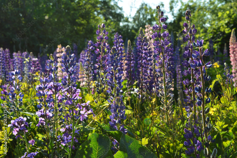 Summer scene. Field of Lupins. Beautiful violet lupins in full bloom.