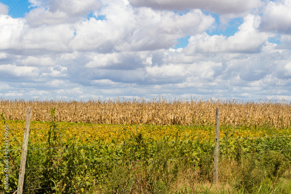 field plated with soybeans and corn ready to harvest