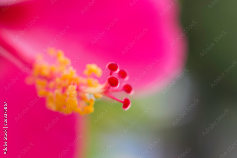 flower on abstract background