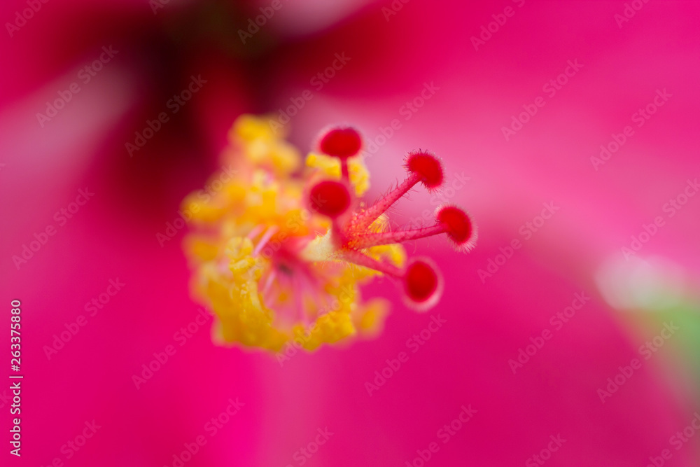 close up flower 1 close up flower 1