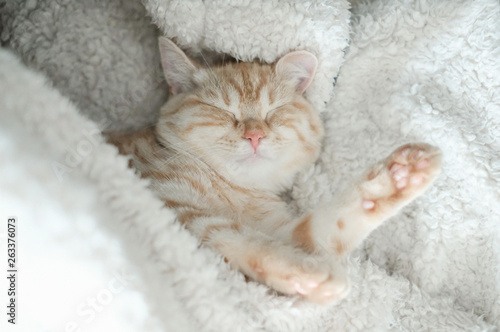 毛布に包まれて眠る子猫