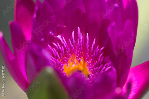 pink lotus flower