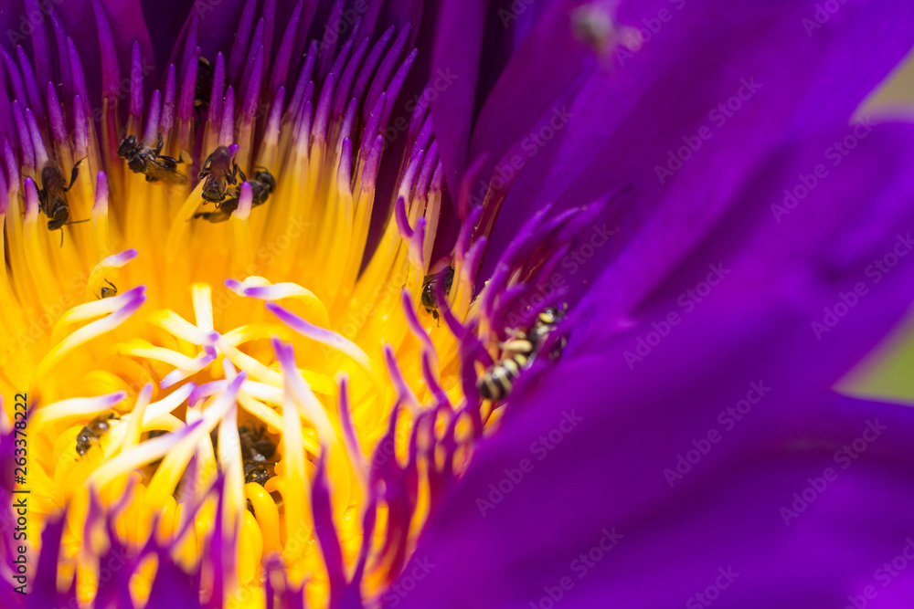 Obraz premium Bees it Lotus flower