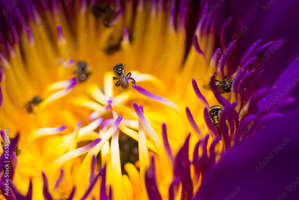 Bees it Lotus flower