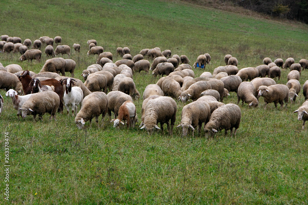 Grazing sheeps on a meadows Grazing sheeps on a meadows