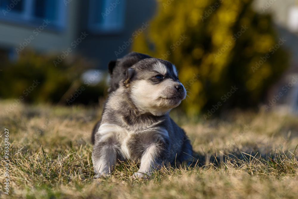 Portrait of a little puppy on the grass.