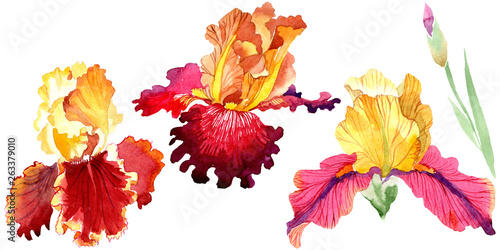 Red Bold encounter iris floral botanical flowers. Watercolor background set. Isolated iris illustration element.