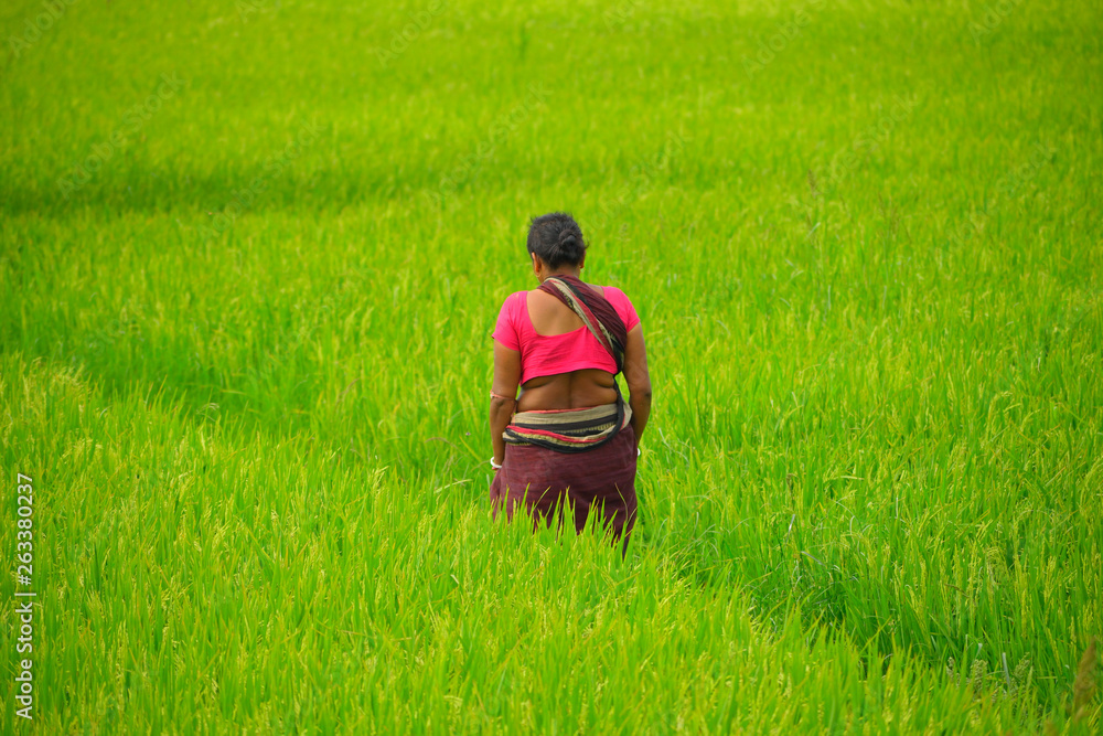 An unidentified woman walking through the paddy fields. An unidentified woman walking through the paddy fields.