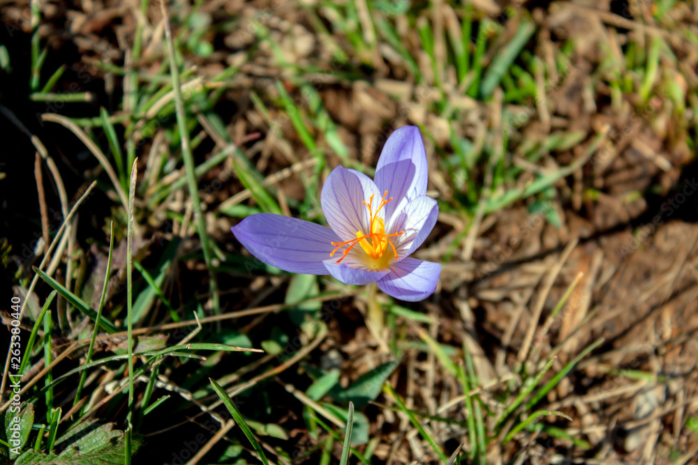 Flower of the autumn crocus Pallas (C. pallasii). Crocus bloom on a sunny September day. Single light purple, with a pink tint flower among grass close-up. Flower of the autumn crocus Pallas (C. pallasii). Crocus bloom on a sunny September day. Single light purple, with a pink tint flower among grass close-up.