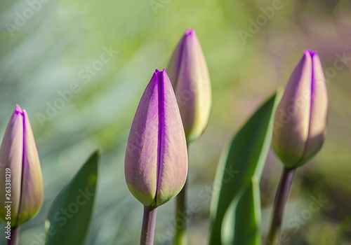 Tulips  purple or lilac flowers  abstract background. Selective focus  close-up.