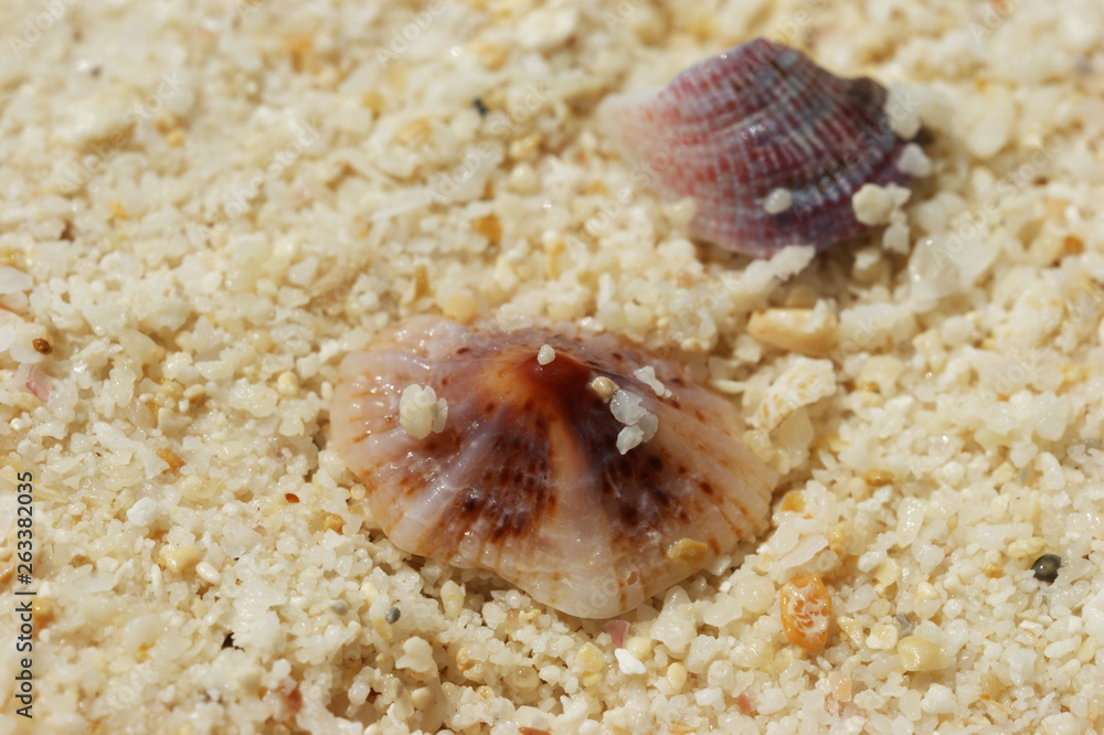 Two colorful seashells on sand on coast with sea grains of sand Two colorful seashells on sand on coast with sea grains of sand
