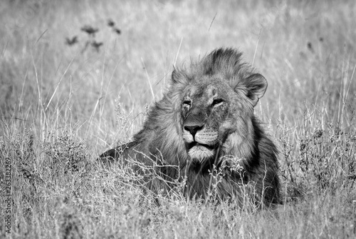 Fototapeta Naklejka Na Ścianę i Meble -  Lion - Panthera leo, iconic animal from African savannas, Etosha national park, Namibia.