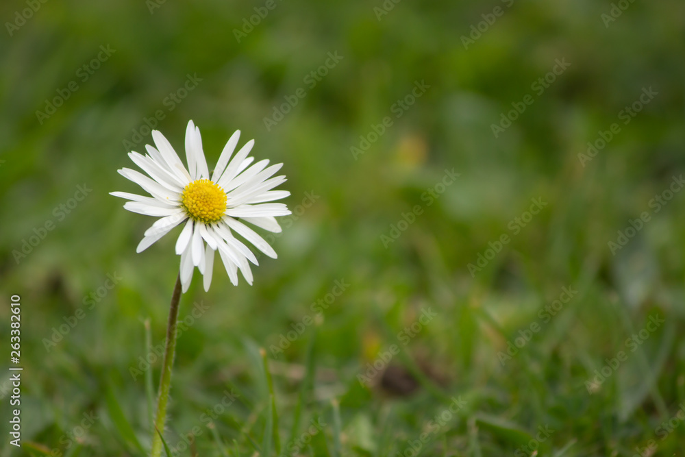 single daisy growing in the garden single daisy growing in the garden