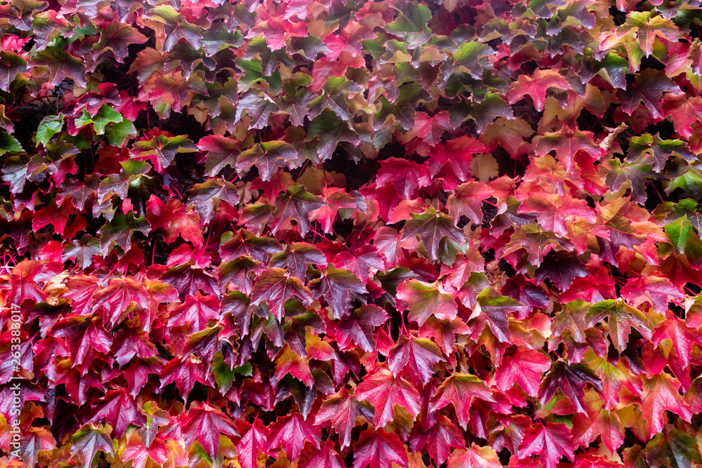 red and green leaves growing on a wall in the garden red and green leaves growing on a wall in the garden