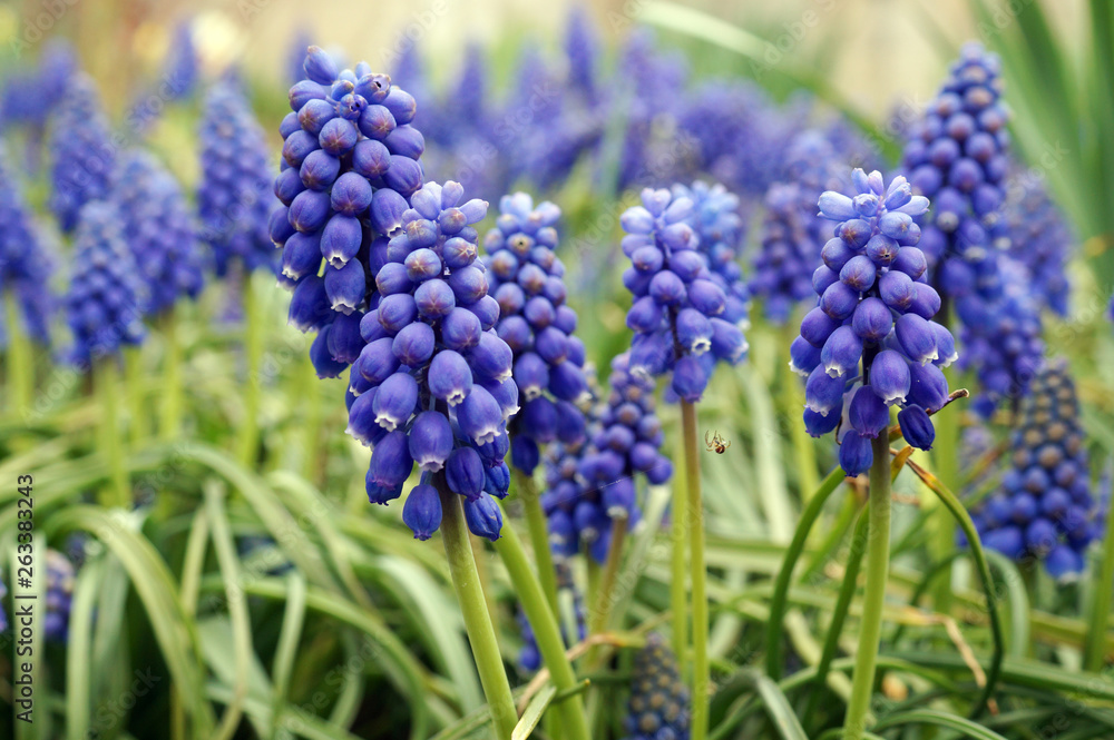 Meadow with blue muscari in garden Meadow with blue muscari in garden