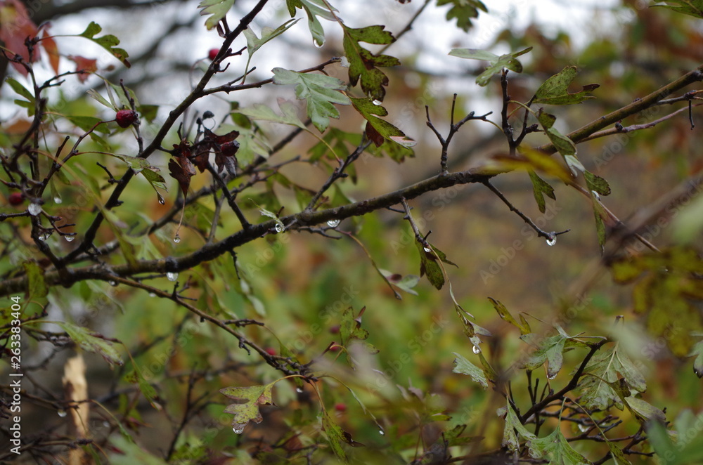 Rain drops Rain drops