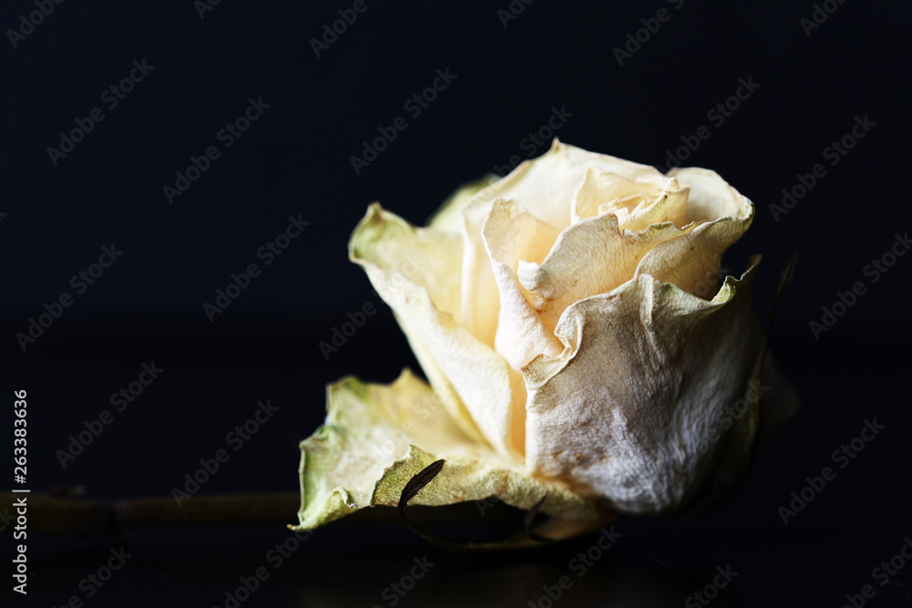 Dry white rose on a dark background close up Dry white rose on a dark background close up