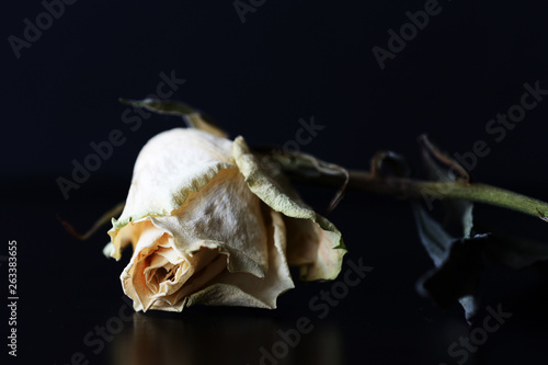 Fototapeta Naklejka Na Ścianę i Meble -  Dry white rose on a dark background close up