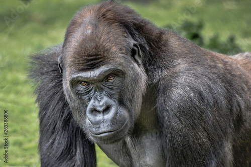 A very close up portrait of a male silverback gorilla showing head and shoulders and staring forward with menacing eyes