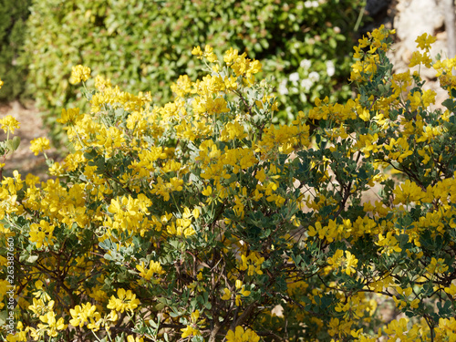 Coronille des jardins  Hippocrepis emerus 