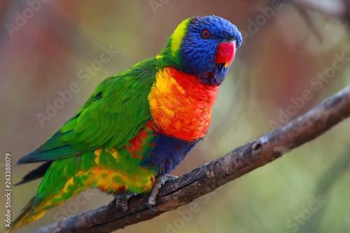 The rainbow lorikeet (Trichoglossus moluccanus) sitting on the branch. Extremely colored parrot on a branch with a colorful background. © Karlos Lomsky